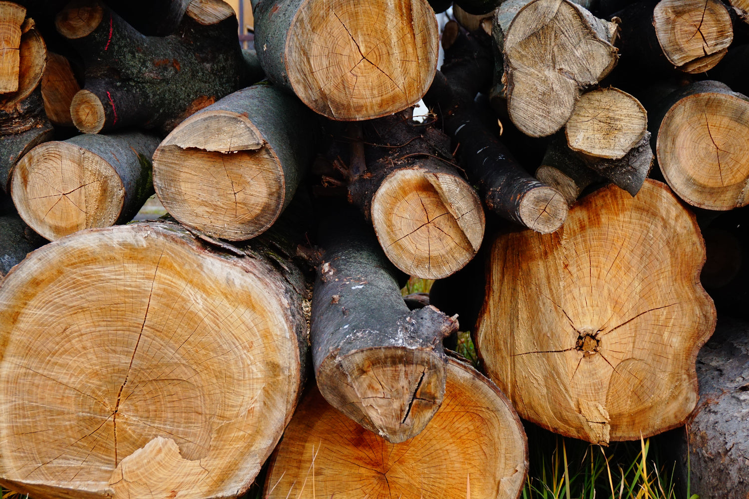 ケヤキのつづき 仙台・定禅寺通